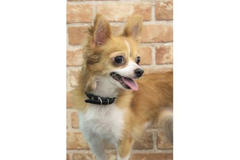 販売中のチワワ(ロングコート)の親犬