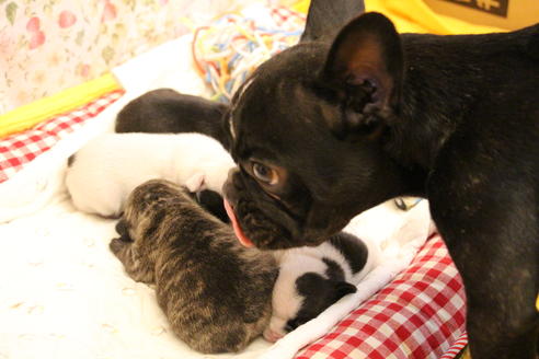 販売中のフレンチブルドッグの親犬
