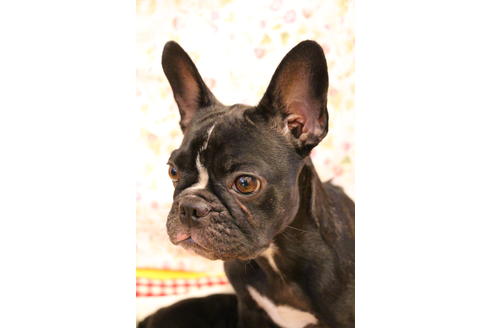 販売中のフレンチブルドッグの親犬