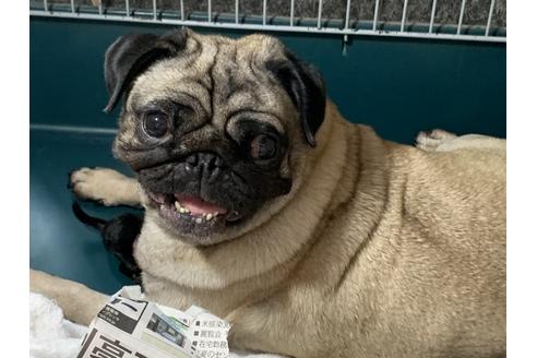 販売中のパグの親犬