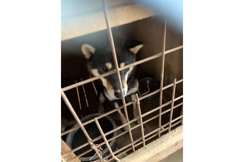販売中の柴犬の親犬