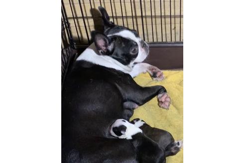 販売中のボストンテリアの親犬