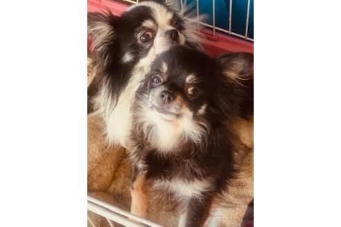 販売中のチワワ(ロングコート)の親犬