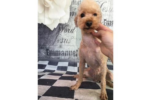 販売中のトイプードルの親犬