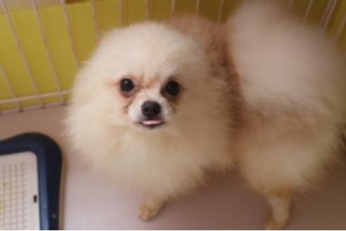 40万円以下のポメラニアンの子犬を探す ブリーダーナビ