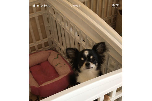 販売中のチワワ(ロングコート)の親犬