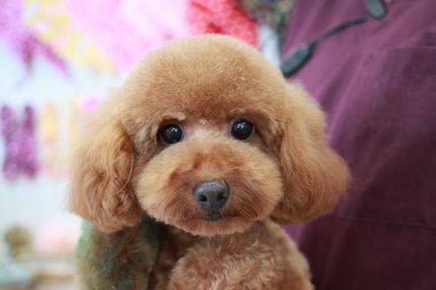 販売中のトイプードルの親犬