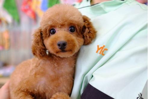 販売中のトイプードルの親犬