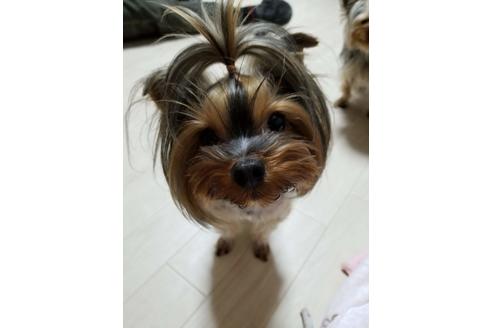 販売中のヨークシャーテリアの親犬