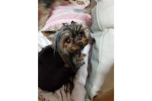 販売中のヨークシャーテリアの親犬