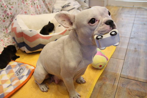販売中のフレンチブルドッグの親犬