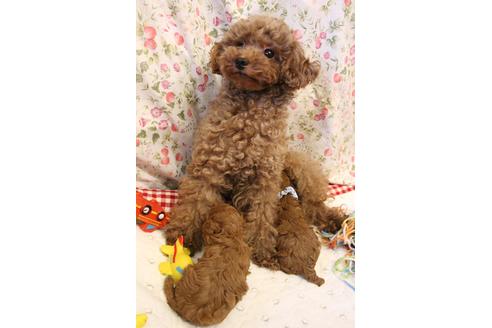 販売中のトイプードルの親犬