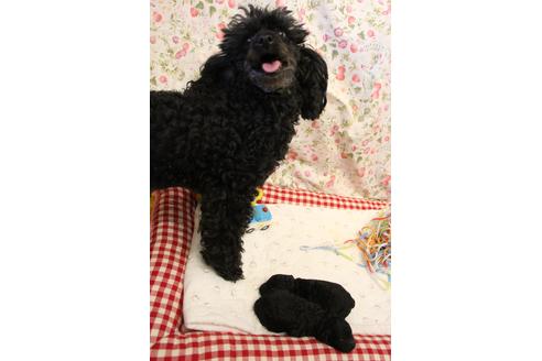 販売中のトイプードルの親犬