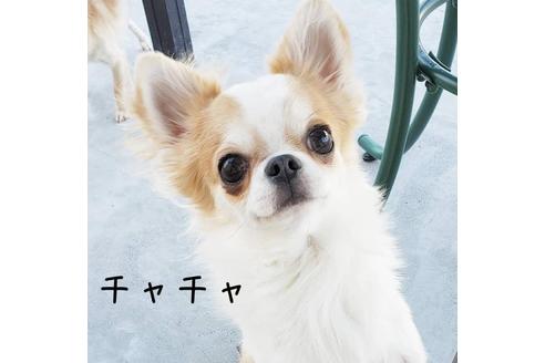 販売中のチワワ(スムースコート)の親犬