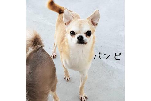 販売中のチワワ(スムースコート)の親犬