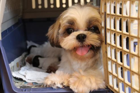 販売中のシーズーの親犬
