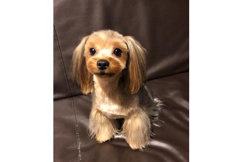 販売中のヨークシャーテリアの親犬