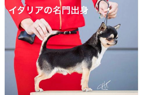 販売中のチワワ(ロングコート)の親犬