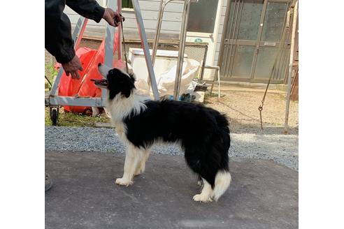 販売中のボーダーコリーの親犬