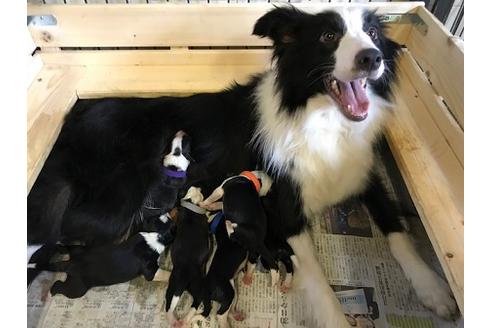 販売中のボーダーコリーの親犬