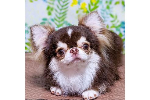 販売中のチワワ(スムースコート)の親犬