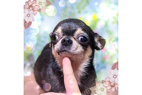 販売中のチワワ(スムースコート)の親犬