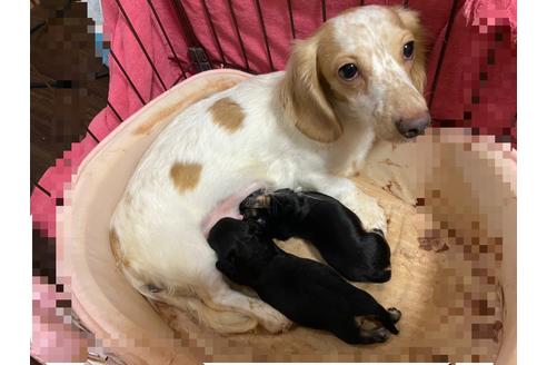 販売中のミニチュアダックスフンド(ロングヘアード)の親犬