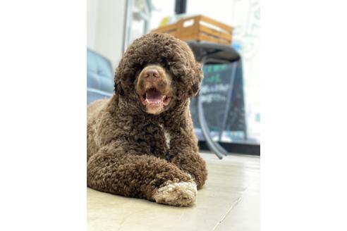 販売中のミックス犬の親犬
