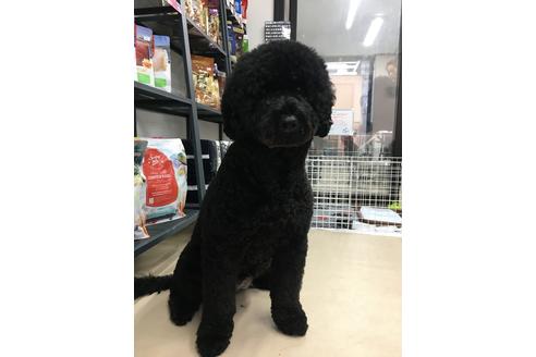 販売中のミックス犬の親犬