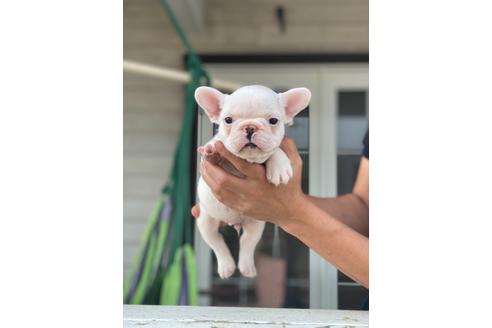 千葉県のフレンチブルドッグ 男の子 06 16生まれ 頭に模様の男の子 子犬id ブリーダーナビ