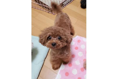 販売中のタイニープードルの親犬
