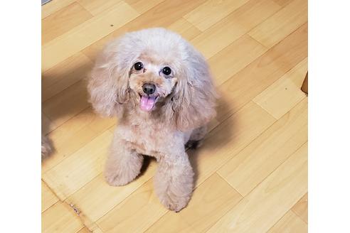 販売中のタイニープードルの親犬