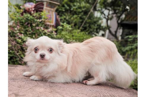 兵庫県のロングコートチワワ 男の子 2019 01 19生まれ クリーム 子犬id 79915 ブリーダーナビ