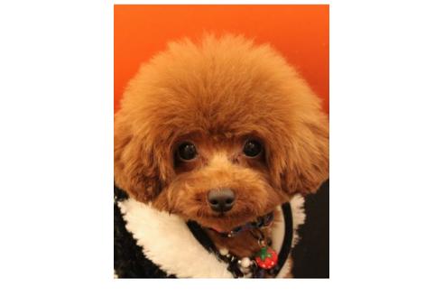 販売中のトイプードルの親犬