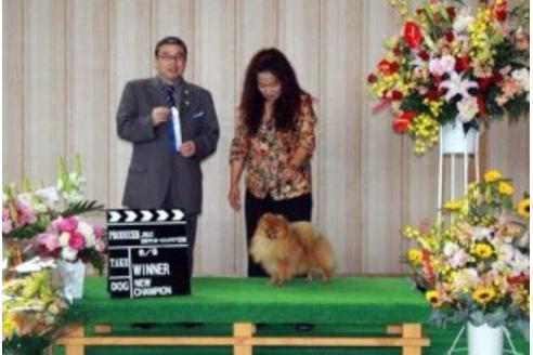 販売中のポメラニアンの親犬