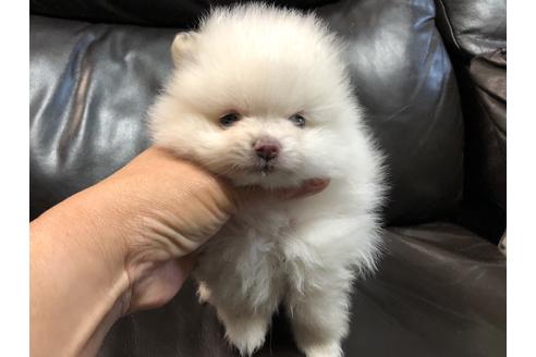 山形県でポメラニアンの子犬を探す ブリーダーナビ