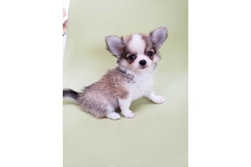 大阪府でチワワの子犬を探す ブリーダーナビ