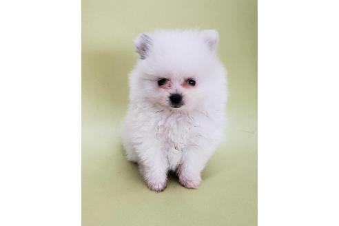 大阪府でポメラニアンの子犬を探す ブリーダーナビ