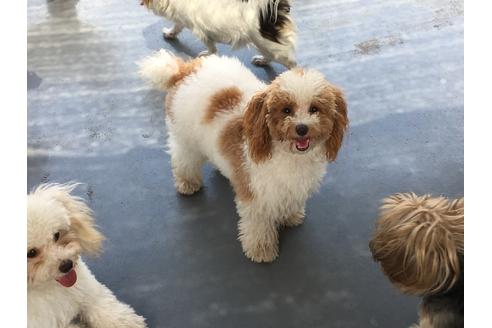 販売中のタイニープードルの親犬