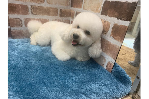 販売中のマルプー:マルチーズ×トイプードルの親犬