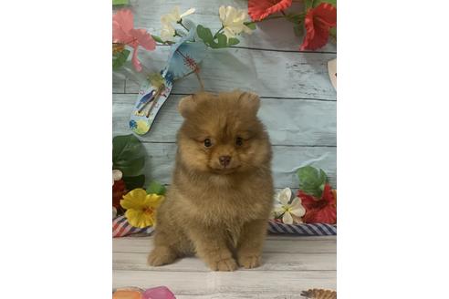 大阪府のポメラニアン 男の子 2020 06 08生まれ オレンジ 子犬id 102983 ブリーダーナビ