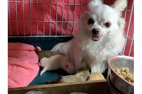 販売中のチワワ(ロングコート)の親犬