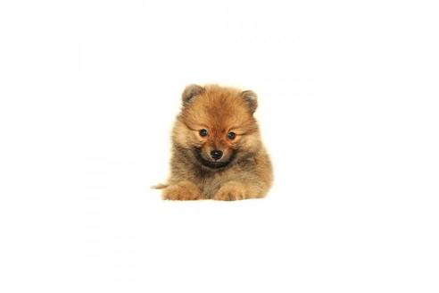 熊本県でポメラニアンの子犬を探す ブリーダーナビ
