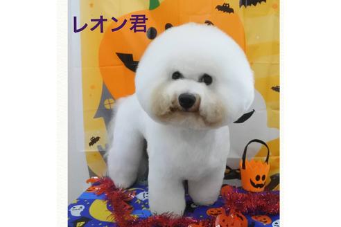 販売中のビションフリーゼの親犬