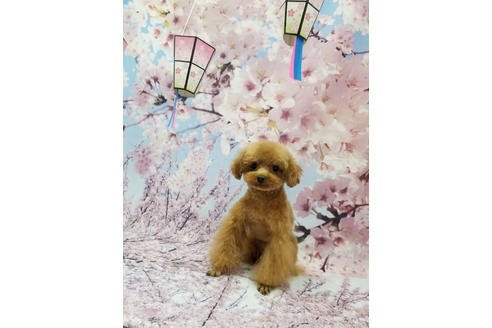 販売中のマルプー:マルチーズ×トイプードルの親犬
