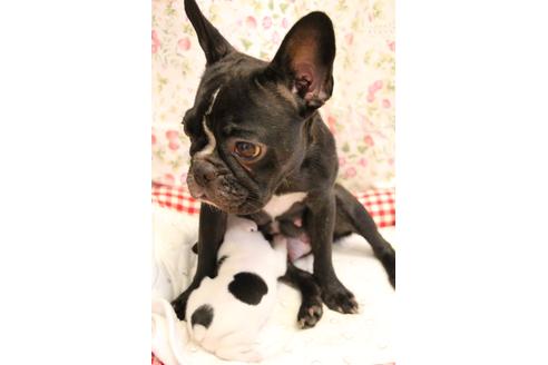 販売中のフレンチブルドッグの親犬