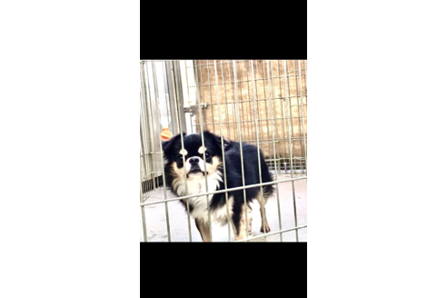 販売中のチワワ(ロングコート)の親犬