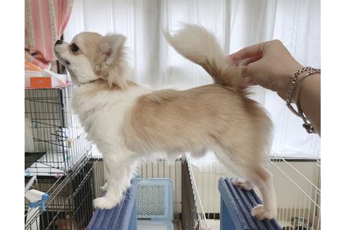販売中のチワワ(スムースコート)の親犬