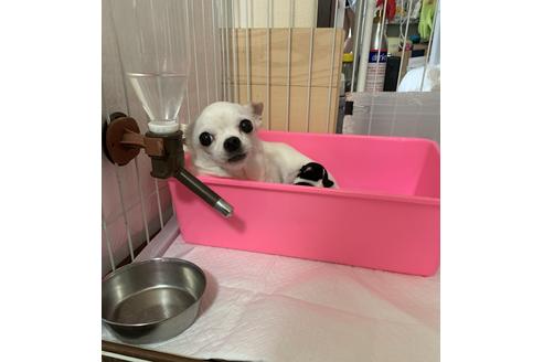 販売中のチワワ(スムースコート)の親犬