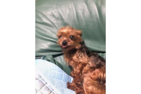 販売中のヨークシャーテリアの親犬